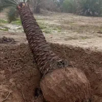 پاجوش نخل خرما با نهال مرکبات|خدمات باغبانی و درختکاری|یزد, |دیوار