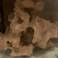 اکواریوم ماهی سالم