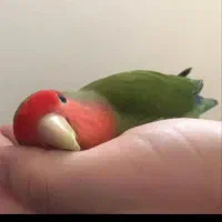 طوطی کوتوله برزیلی فوق دستی سرحال بسیار زیبا