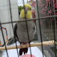 عروس هلندی گ م شده