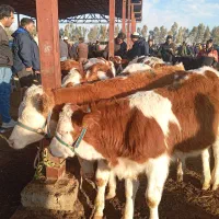 خریدوفروش گوساله