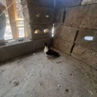 کبوتر|پرنده|جم, |دیوار