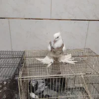 کبوتر طوقی قاب پاپر بلندهمدانی