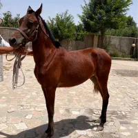 کره مادیان عرب یکسر وارداتی|اسب و تجهیزات اسبسواری|هشتگرد, هشتگرد قدیم|دیوار