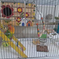 فروش طوطی برزیلی|پرنده|تهران, زرکش|دیوار