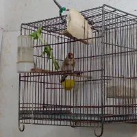 سهره نر رام  متولد قفس