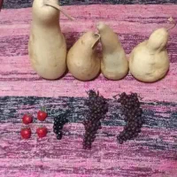 کدو خشک شده طبیعی و میوه مصنوعی