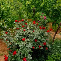 باغ ویلا 1000 متری سرسبز قلعه سفید گلدشت نجفآباد|فروش خانه و ویلا|اصفهان, شاه پسند|دیوار