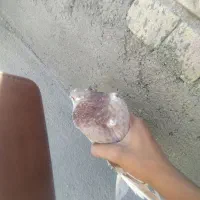 کبوتر