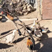 غاز محلی دوتا هم اردک