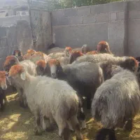فروش 19راس شیشک میش  بره دار جوان بختیاری