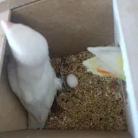 کوتوله مولد|پرنده|مبارکه, |دیوار