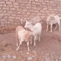 چهار راس بزغاله سانن اصیل ازمادران پرشیر|حیوانات مزرعه|تایباد, |دیوار