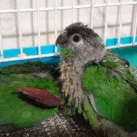 فروش گرینچیک