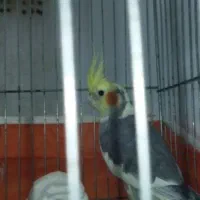 یک جفت عروس هلندی|پرنده|اردبیل, |دیوار