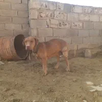 پیتبول ماده|سگ|خرم‌آباد, |دیوار