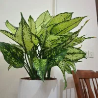 گل آگلونما سانسوریا زاموفیلیا هویا قلبی