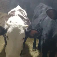 دو راس گوساله سمینتال|حیوانات مزرعه|سنندج, |دیوار