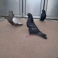 سینه ای سیاه