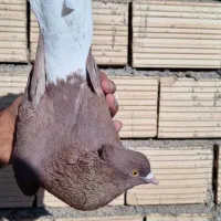 سرخ دم سفید کاکل|پرنده|فردوس (خراسان), |دیوار