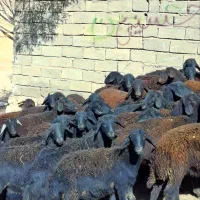 توخلی ماده قره قزل موقعیت زنجان|حیوانات مزرعه|بروجرد, |دیوار