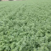 فروش یونجه سبز|خوردنی و آشامیدنی|رامهرمز, |دیوار