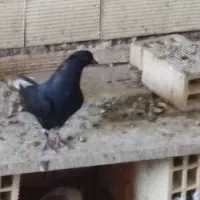کبوتروپرنده