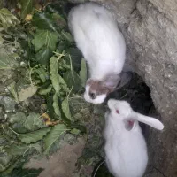 خرگوش|موش و خرگوش|بجنورد, |دیوار