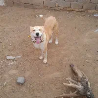 توله ۶ ماهه|سگ|تربت جام, فاز ۱ فرهنگیان|دیوار