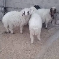 ۴راس بره۳ماده۱نرجفتی۲۰میلیون مقطوع