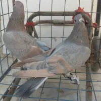 کبوتر دم گیر سیمونی ی تیغ