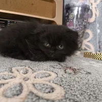 توله گربه نژاددار