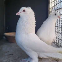 فروش کبوتر زینتی نر راعبی