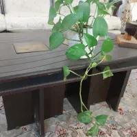 گل های زیبا