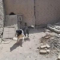 سگ نگهبان یک سال نیم آدمیرال به شرط