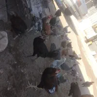 وارگ وکلشیر کوردی|حیوانات مزرعه|حمیل, |دیوار