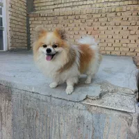 سگ پامر خرسی لبخندی