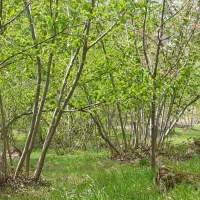 فروش فندق درجه یک اشکورات