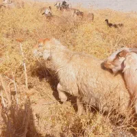 میش داشتی|حیوانات مزرعه|شیراز, احمدآباد|دیوار