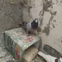 کفتر معاوضه|پرنده|یزد, |دیوار