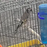 سهره ماده اماده|پرنده|اهواز, چهارصد دستگاه|دیوار