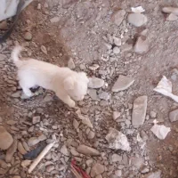 فروش 3 عدد توله سگ نژاد شیتزو|سگ|گلبهار, شهر جدید گلبهار|دیوار