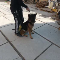 سگ ژرمن  باهوش|سگ|کهریزک, |دیوار