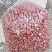 بادام‌زمینی محلی آستانه اشرفیه