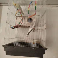 جفت عروس هلندی با قفس
