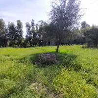 باغ-چهار-دیواری-آلارد-با-درخت-مثمر