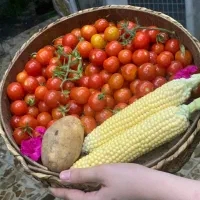 گوجه ، بلال محلی