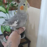 عروس هلندی. دختر و پسر|پرنده|اندیشه, شهرک المهدی|دیوار