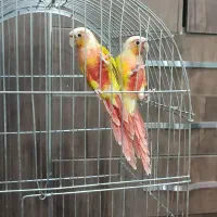 گرینچیک ردچیک