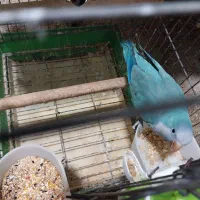 راهب|پرنده|رشت, جانبازان|دیوار